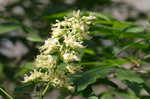 Ohio buckeye